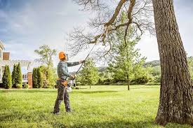 Best Tree Trimming and Pruning  in Dolgeville, NY