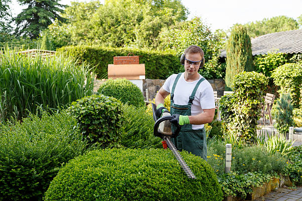 Trusted Dolgeville, NY Tree Services Experts