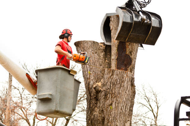 Best Tree Mulching  in Dolgeville, NY